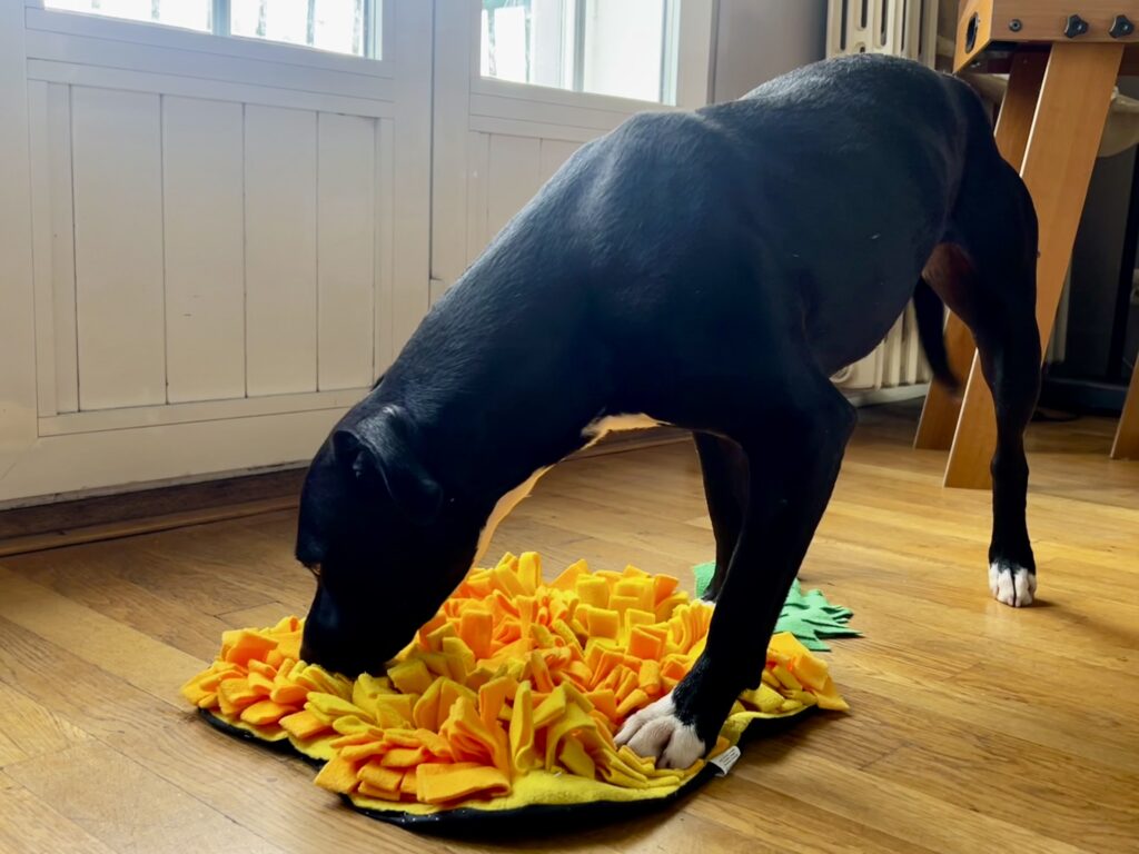 Un chien et son tapis de fouille