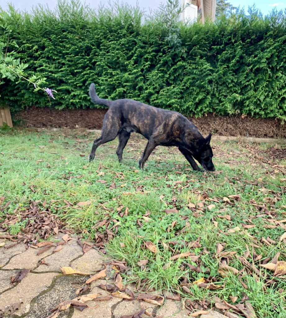 un chien qui utilise son flair