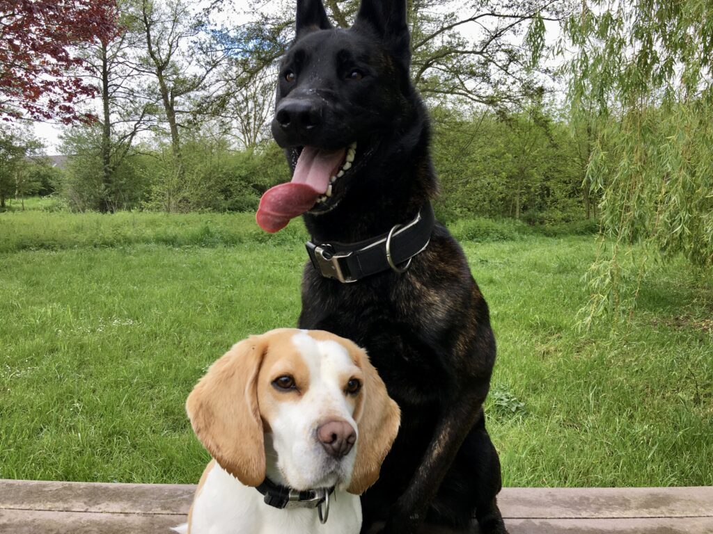 Deux chiens