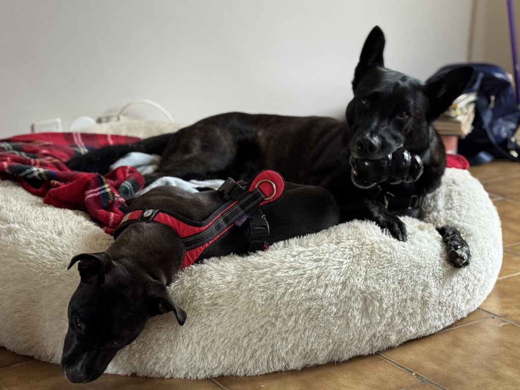 Les jouets masticatoires sont idéals pour les chiens