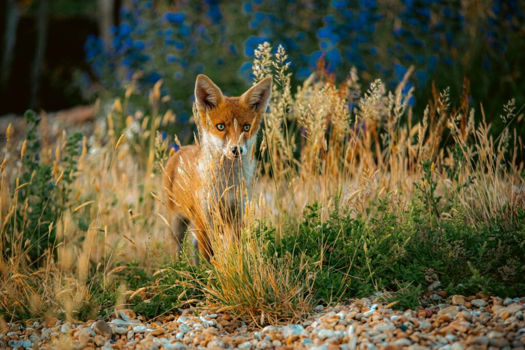 Jeune renard
