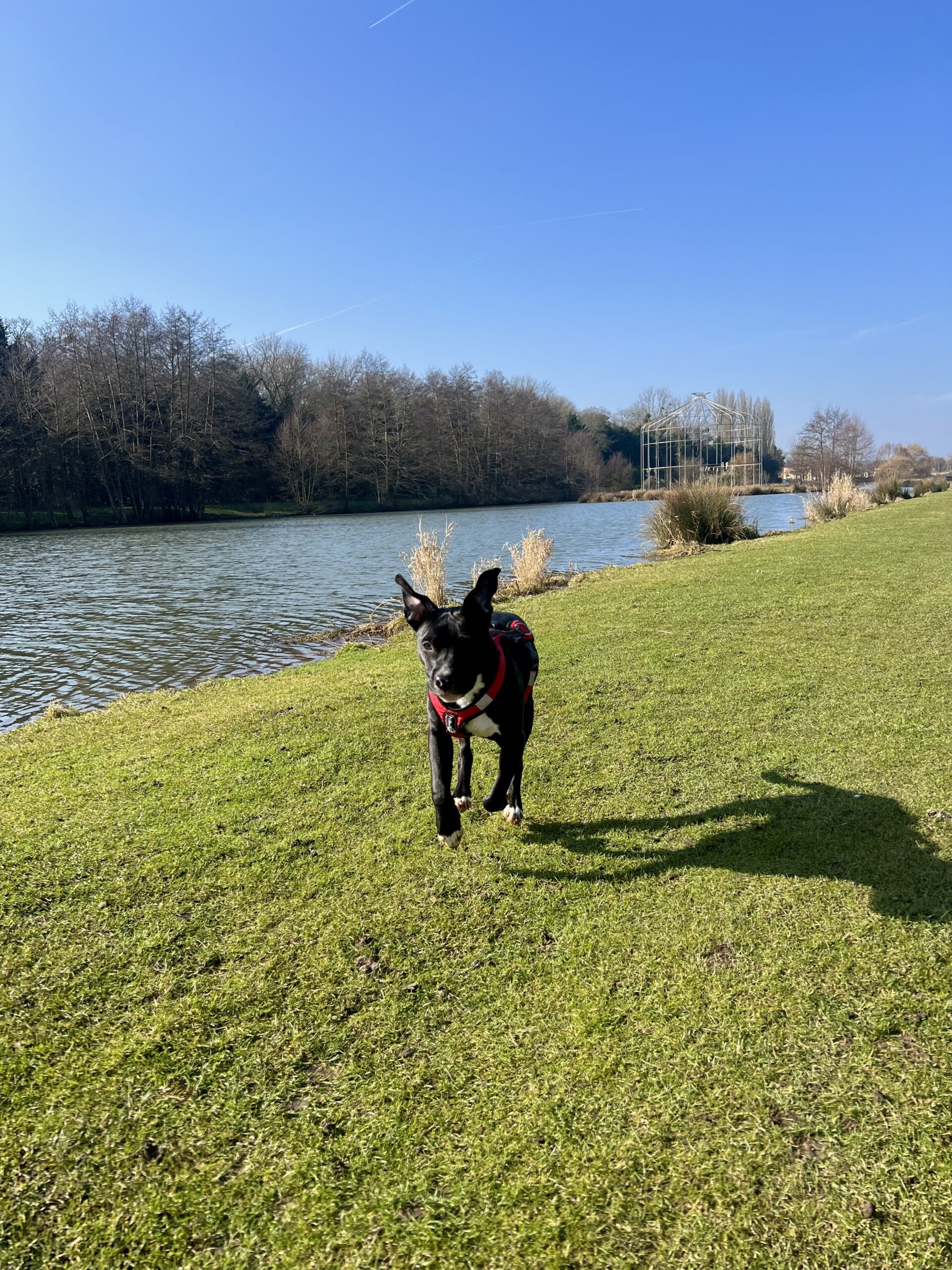 Petit chien qui court