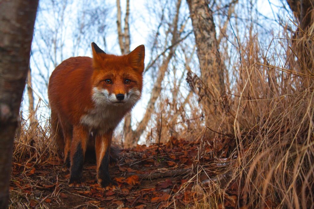 Renard roux en lisère de forêt
