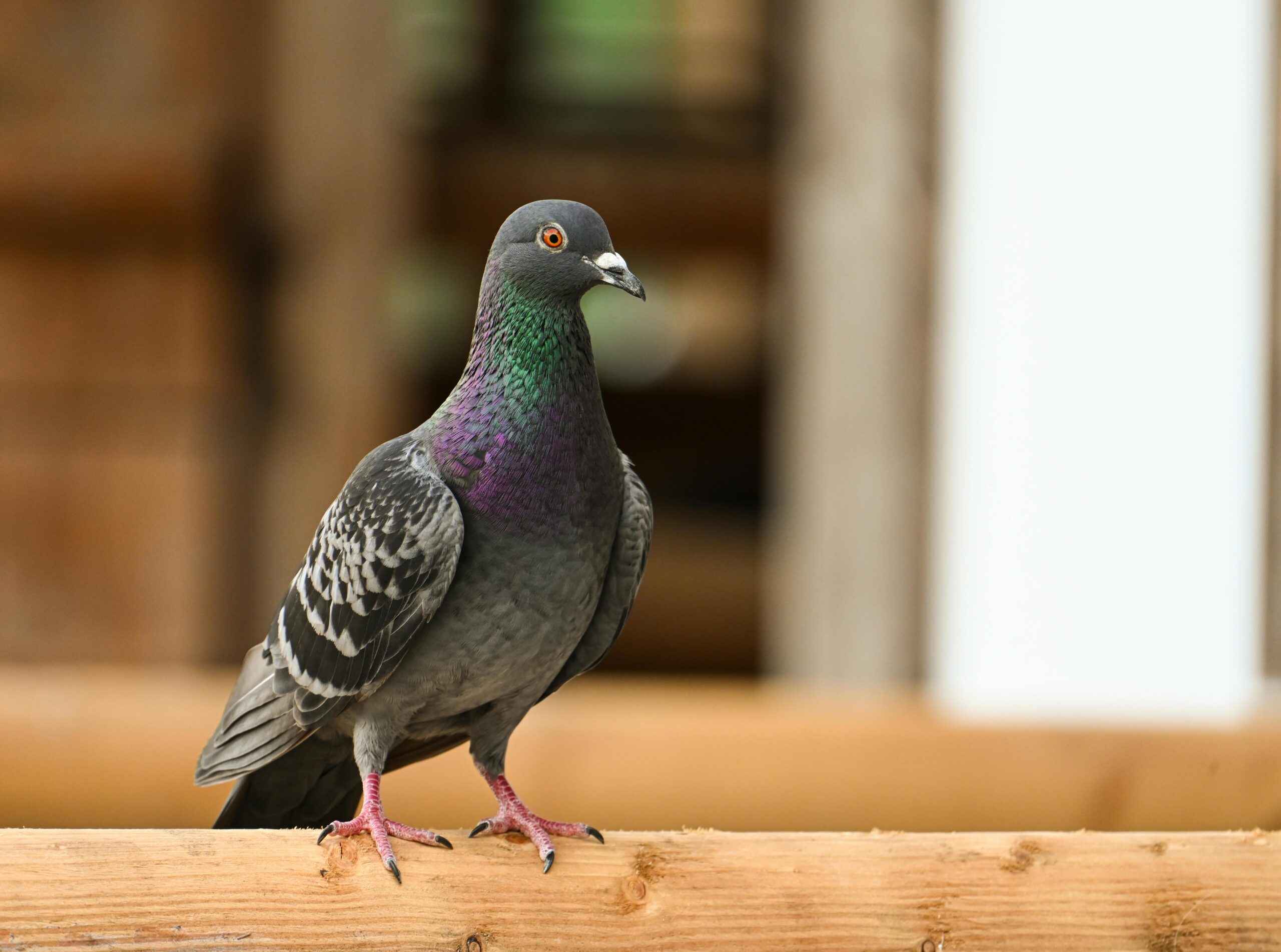 Pigeon des villes pexels alexasfotos