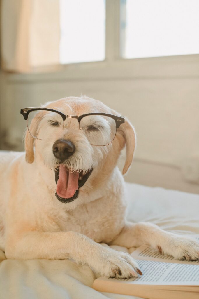 Le chien a besoin de stimulation mentale