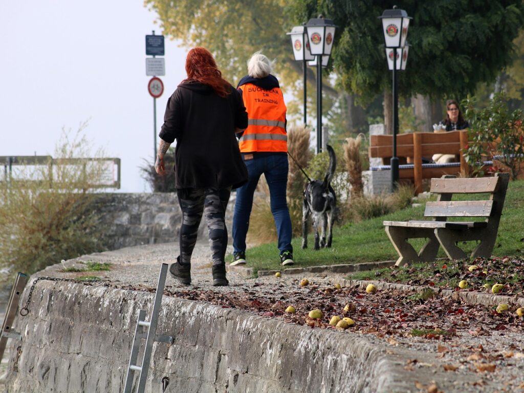 Un chien en entrainement de pistage