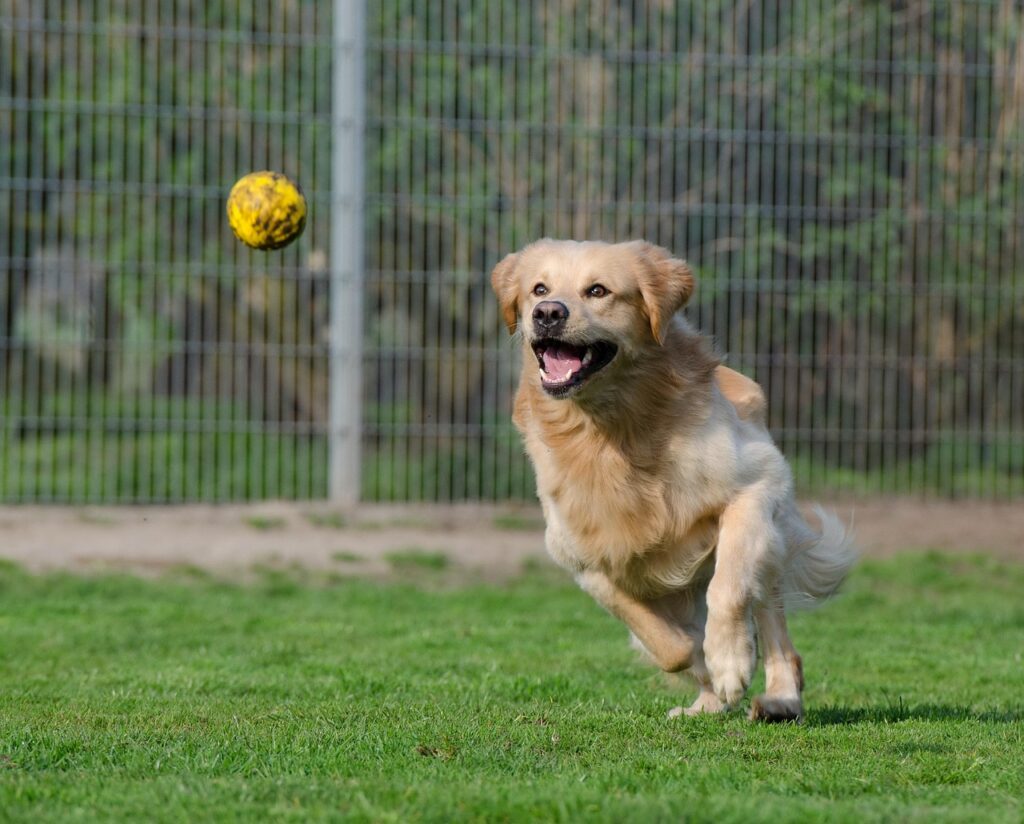 Un chien qui court après une balle