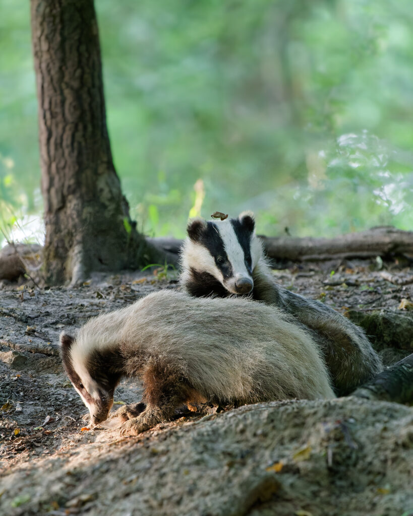 Deux blaireaux dans leur milieu naturel