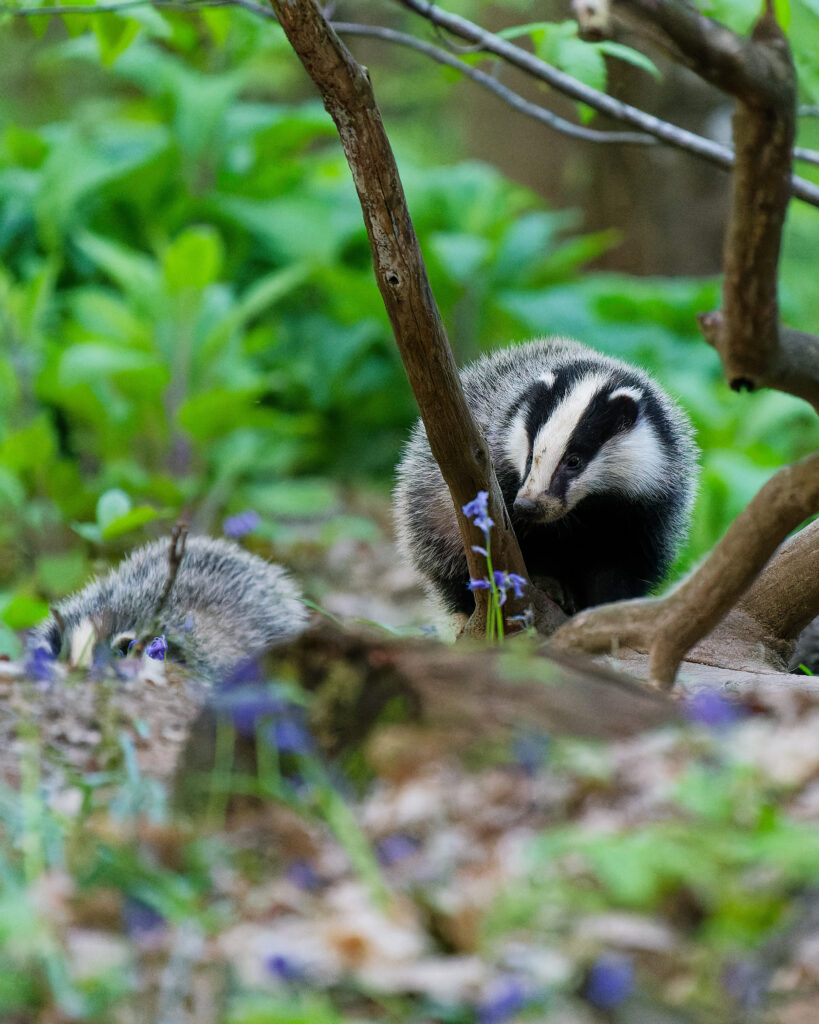 Blaireaux européens