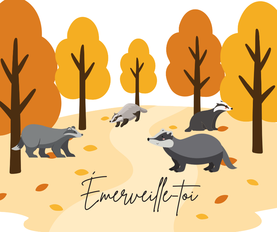 Le blaireau d'Europe