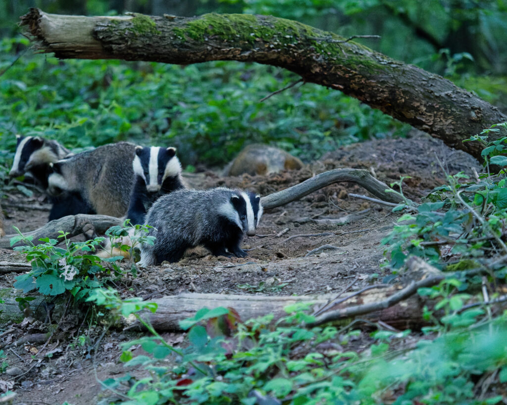 Une famille de blaireaux