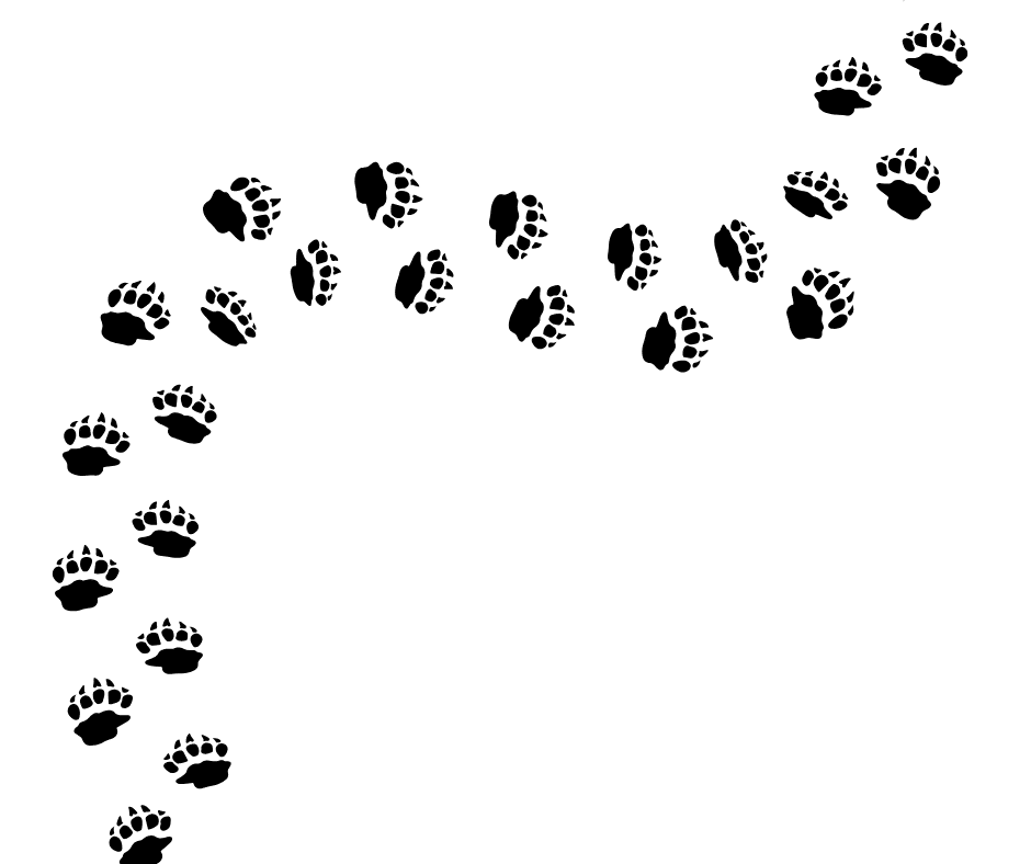 empreintes blaireau d'europe