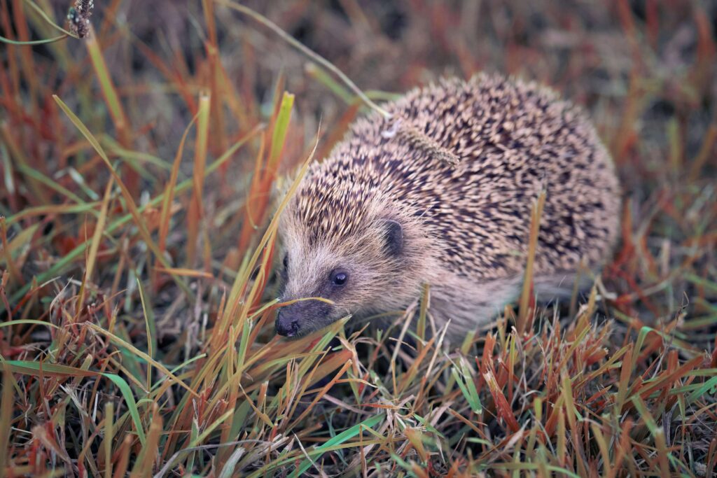 Hérisson dans on environnement naturel