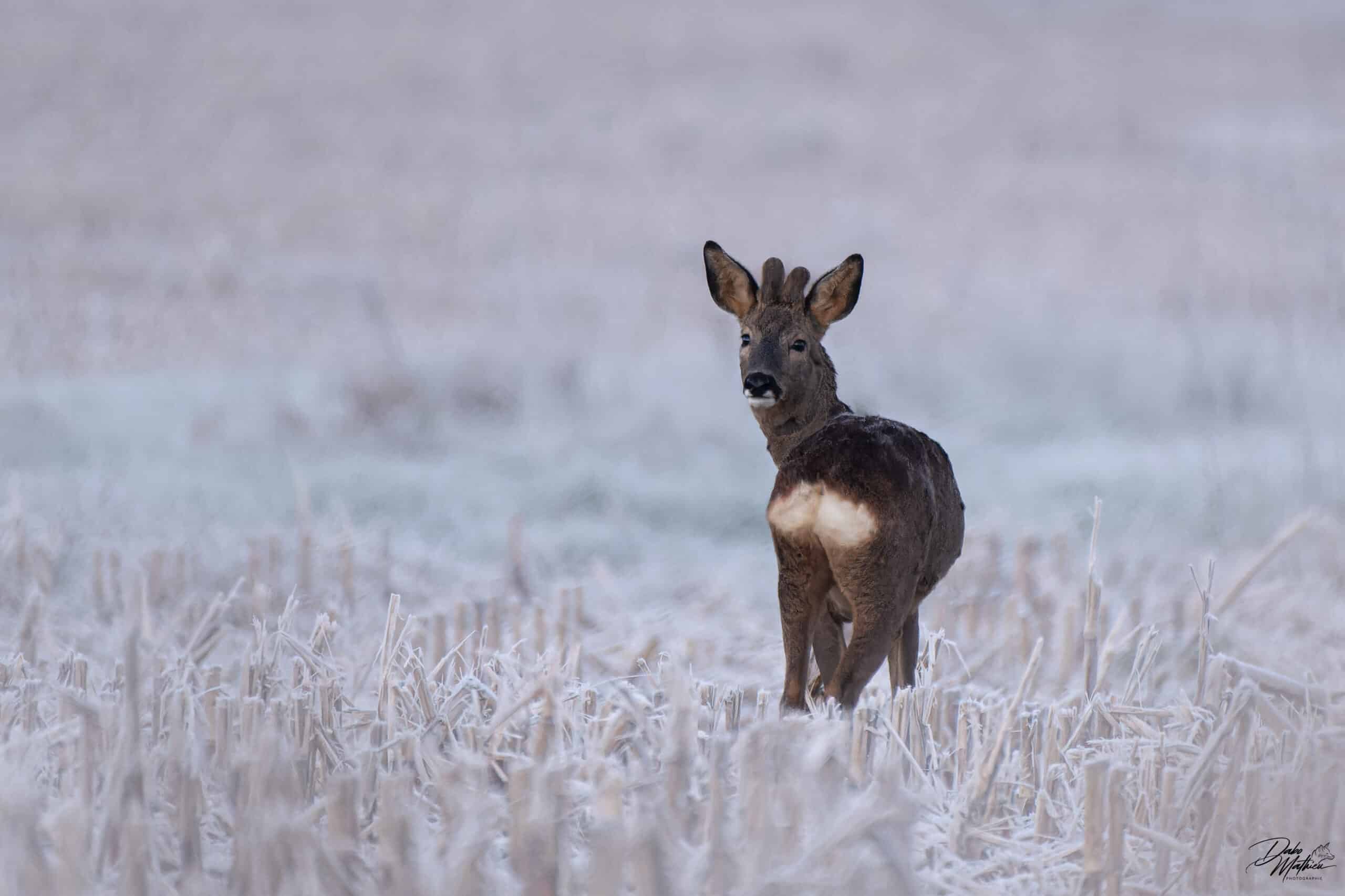 Chevreuil en hiver © Mathieu Dabo