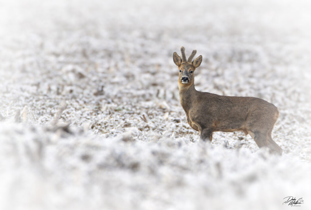 Chevreuil © Mathieu Dabo