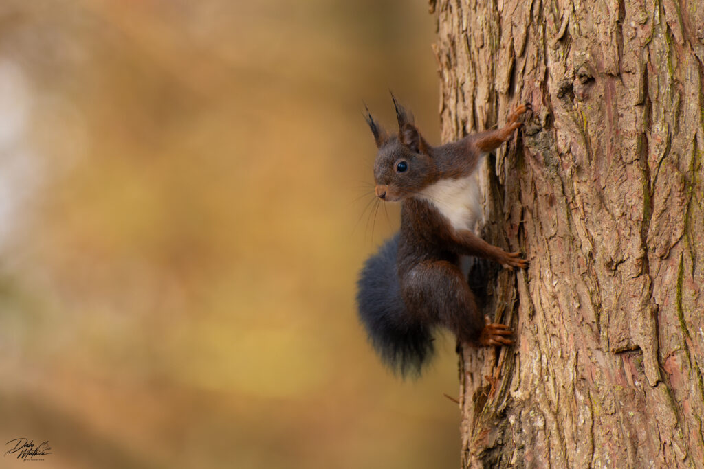 Écureuil roux © Mathieu Dabo