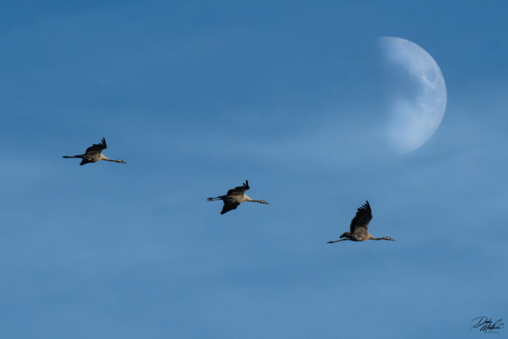 Grues cendrées en vol © Mathieu Dabo