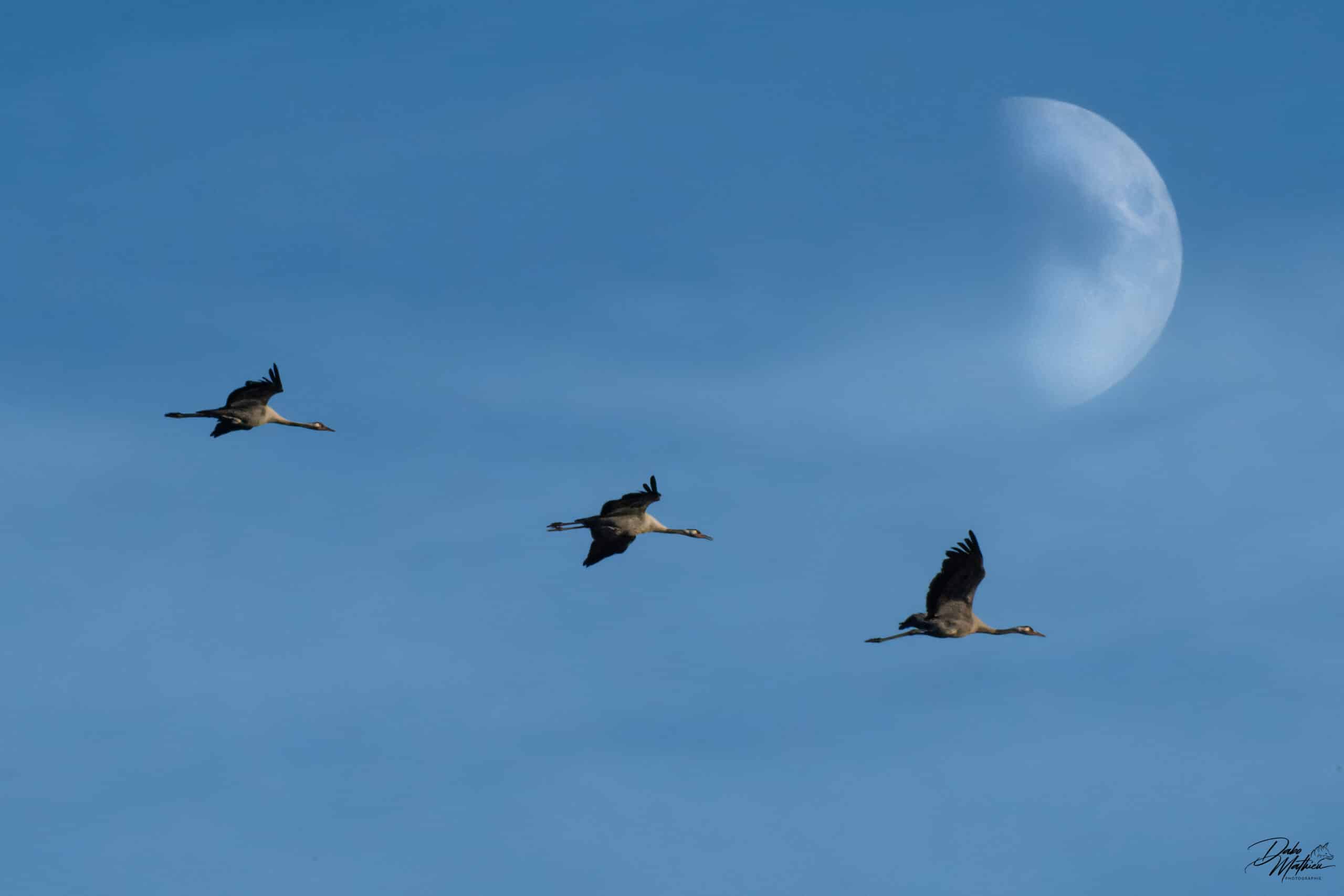 Grues cendrées en vol © Mathieu Dabo