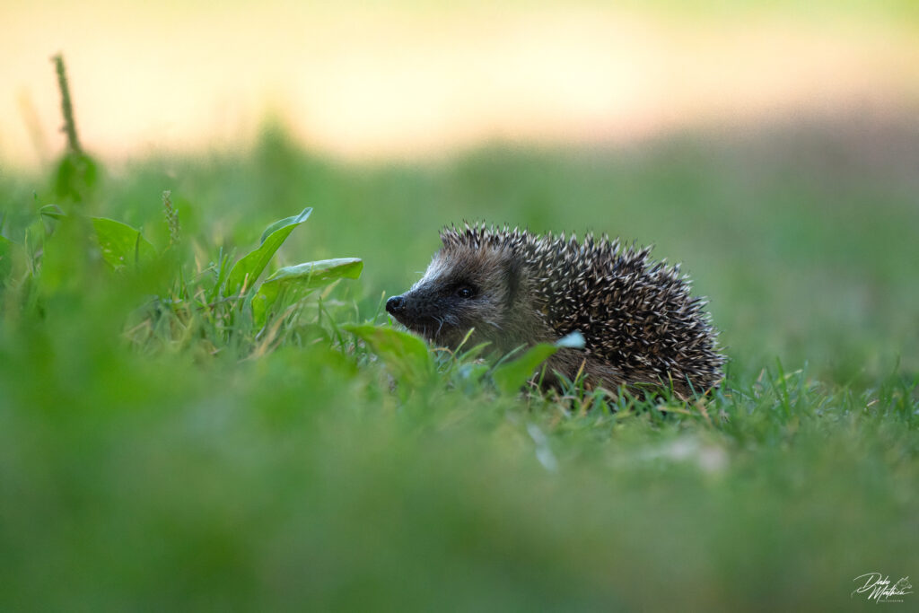 Hérisson d'Europe © Mathieu Dabo