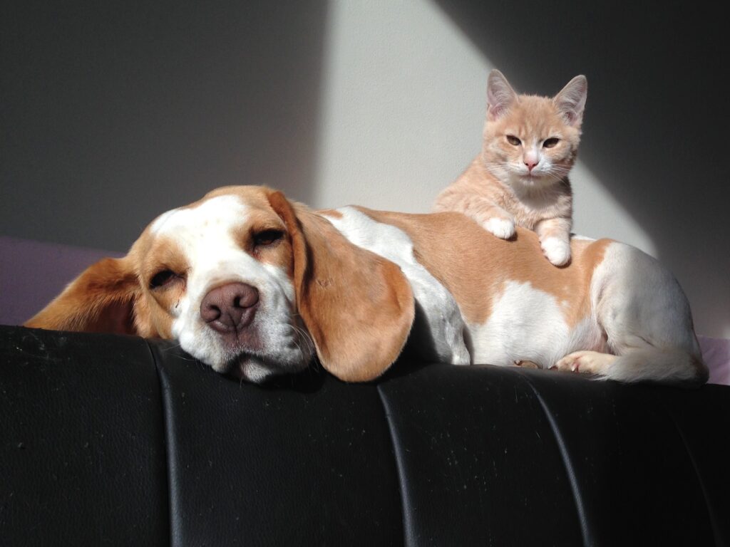 Le chocolat est toxique pour le chien et le chat