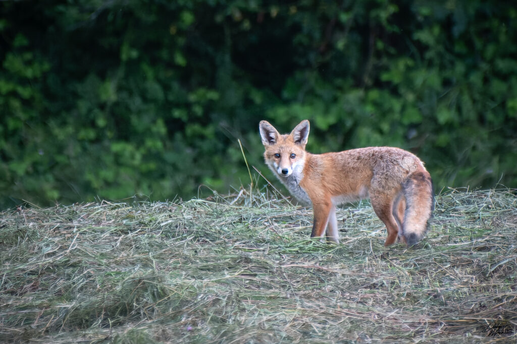 Renard roux © Mathieu Dabo