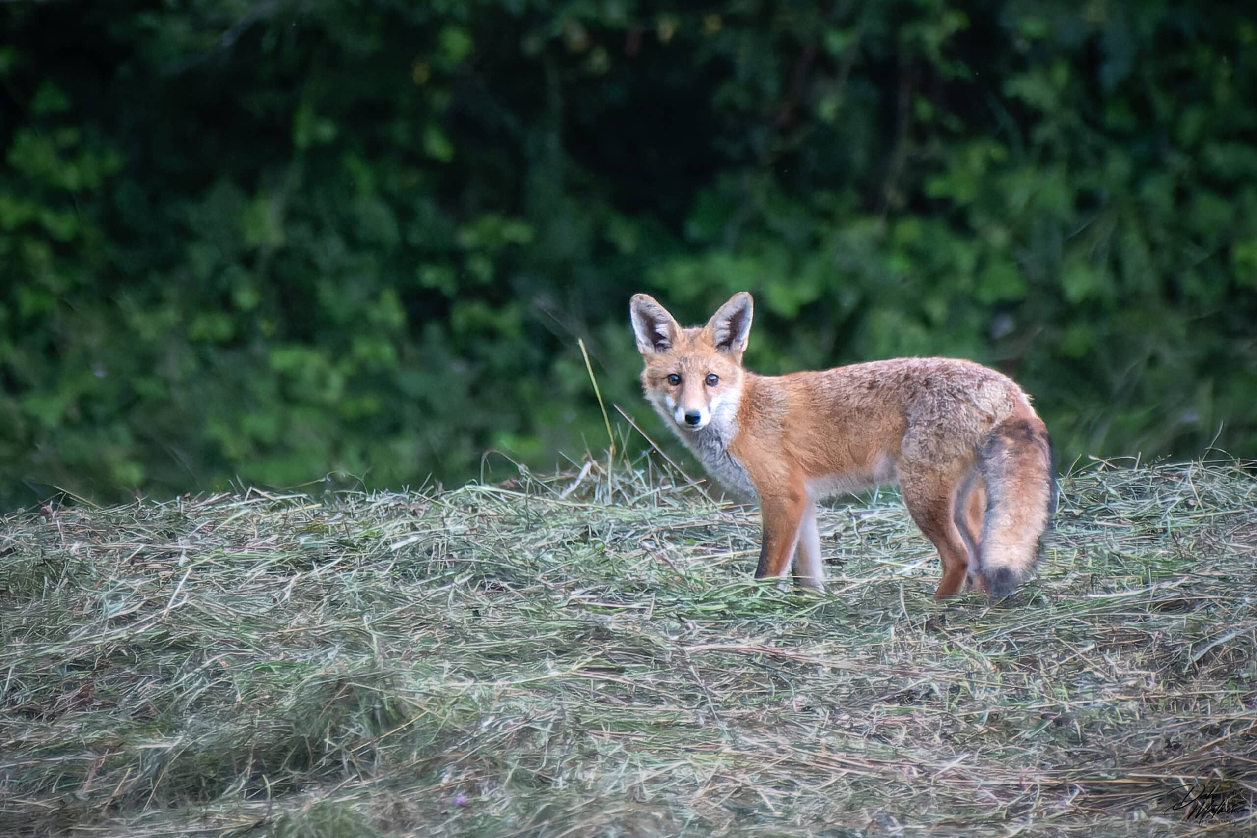Renard roux © Mathieu Dabo