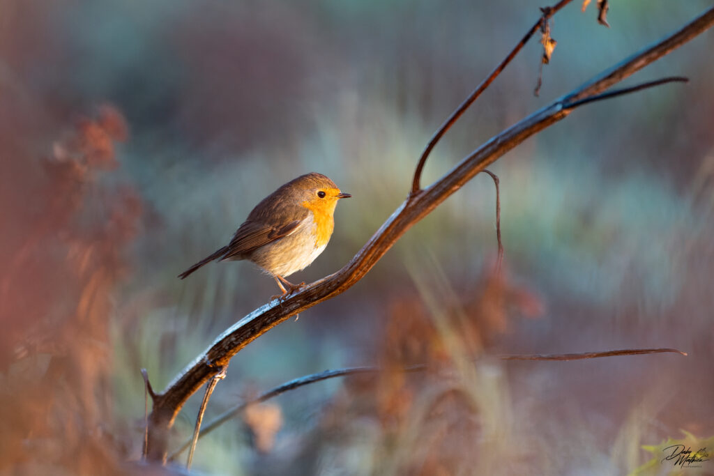 Rougegorge familier © Mathieu Dabo