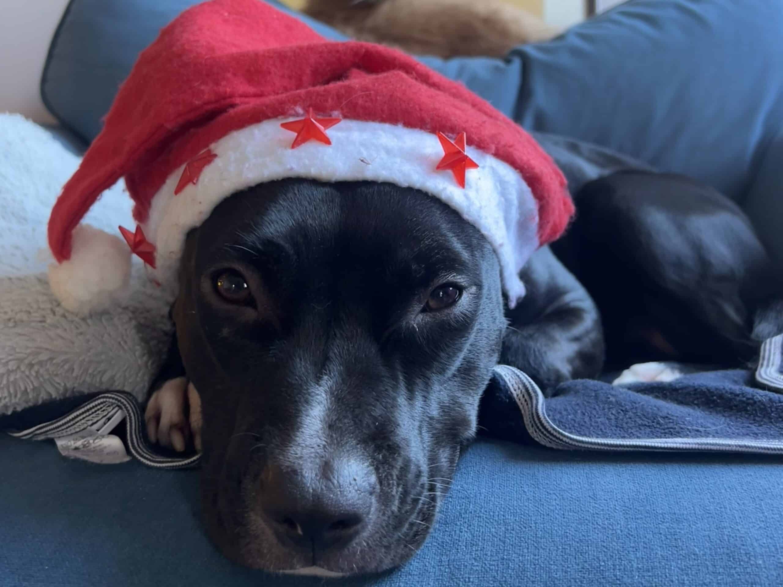 Le chocolat est dangereux pour les chiens