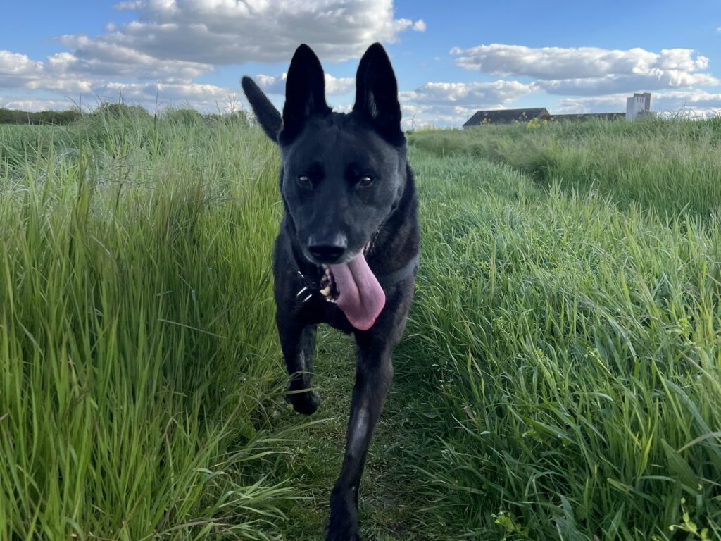 Attention danger chocolat chien