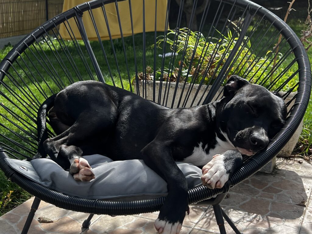 Le chocolat est toxique pour le chien