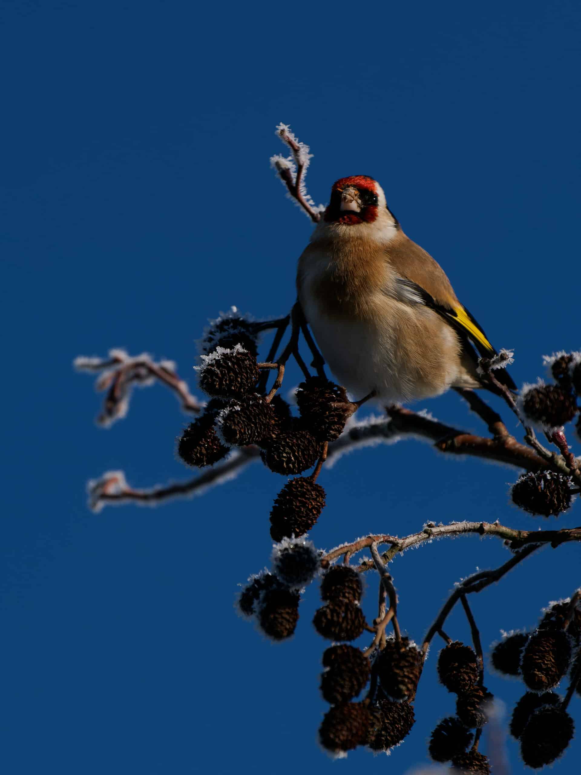 Chardonneret élégant sur une branche ©Nicolas Bazerque