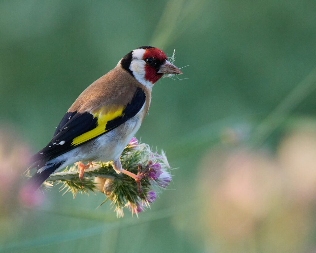 Chardonneret élégant ©Nicolas Bazerque