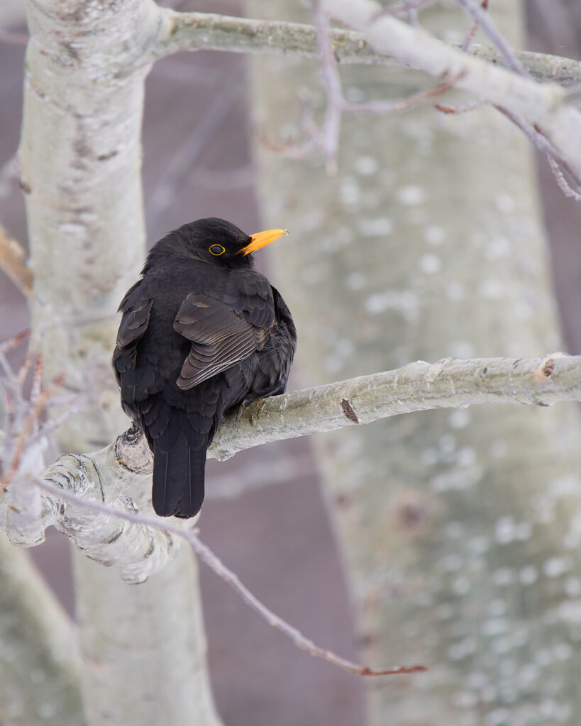 Mâle Merle noir sur une branche ©Nicolas Bazerque