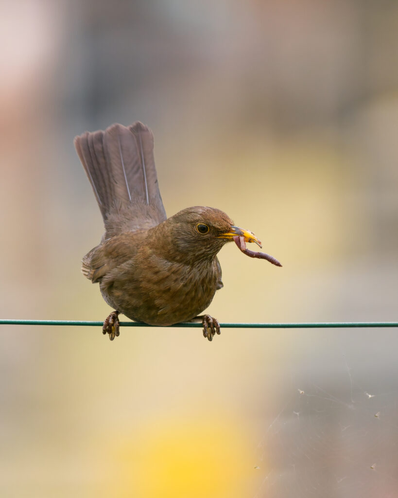 Femelle Merle noir sur un fil ©Nicolas Bazerque