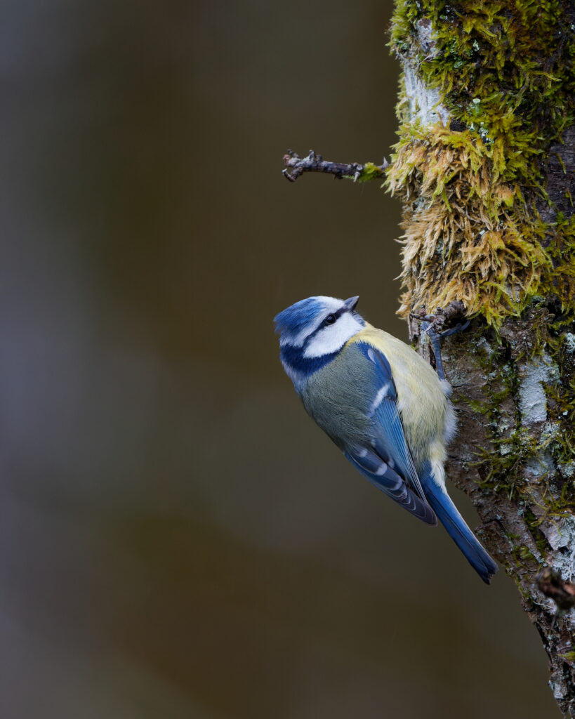 La mésange bleue se suspend volontiers ©N. Bazerque