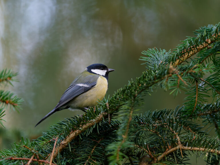 Mésange charbonnière ©Nicolas Bazerque