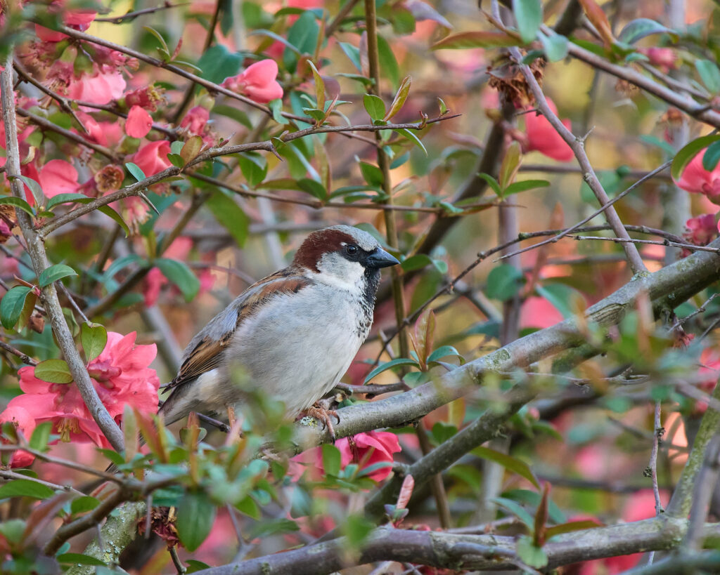 Moineau domestique sur une branche ©Nicolas Bazerque