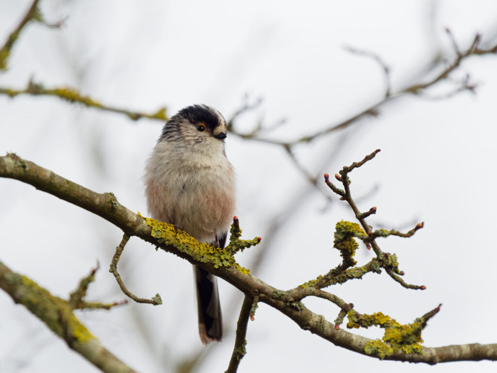 Orite à longue queue qui observe ©Nicolas Bazerque