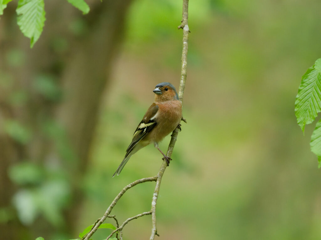 Pinson des arbres sur une branche ©Nicolas Bazerque