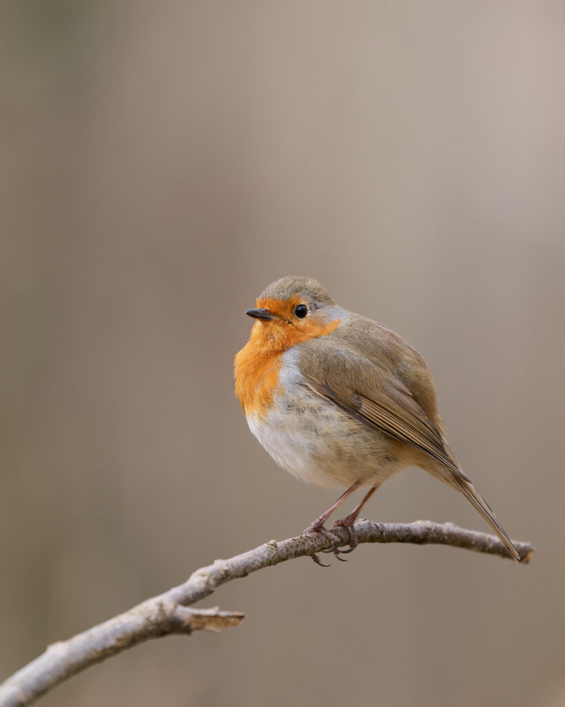 Rougegorge familier (Erithacus rubecula) sur une branche ©Nicolas Bazerque