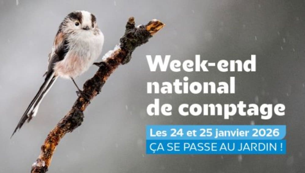 Comptage des oiseaux des jardins 2026