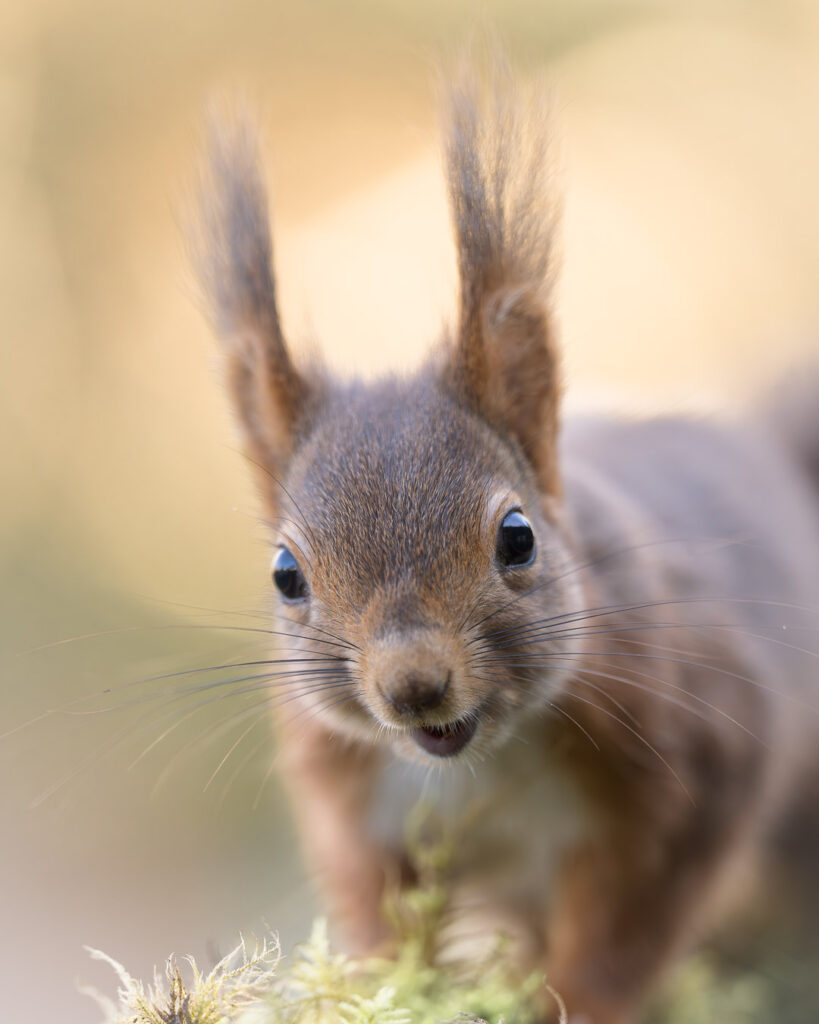 Portrait d'un écureuil roux (Sciurus vulgaris) ©Rémi Schnell
