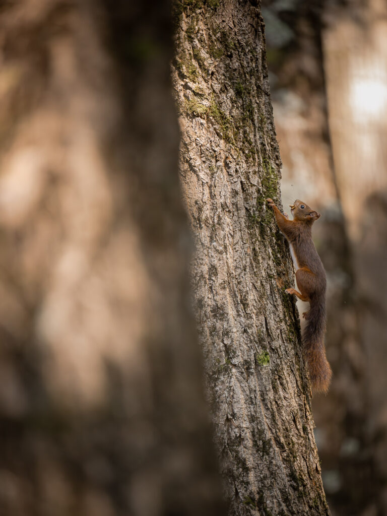 L'écureuil grimpe très facilement le long des troncs ©Rémi Schnell