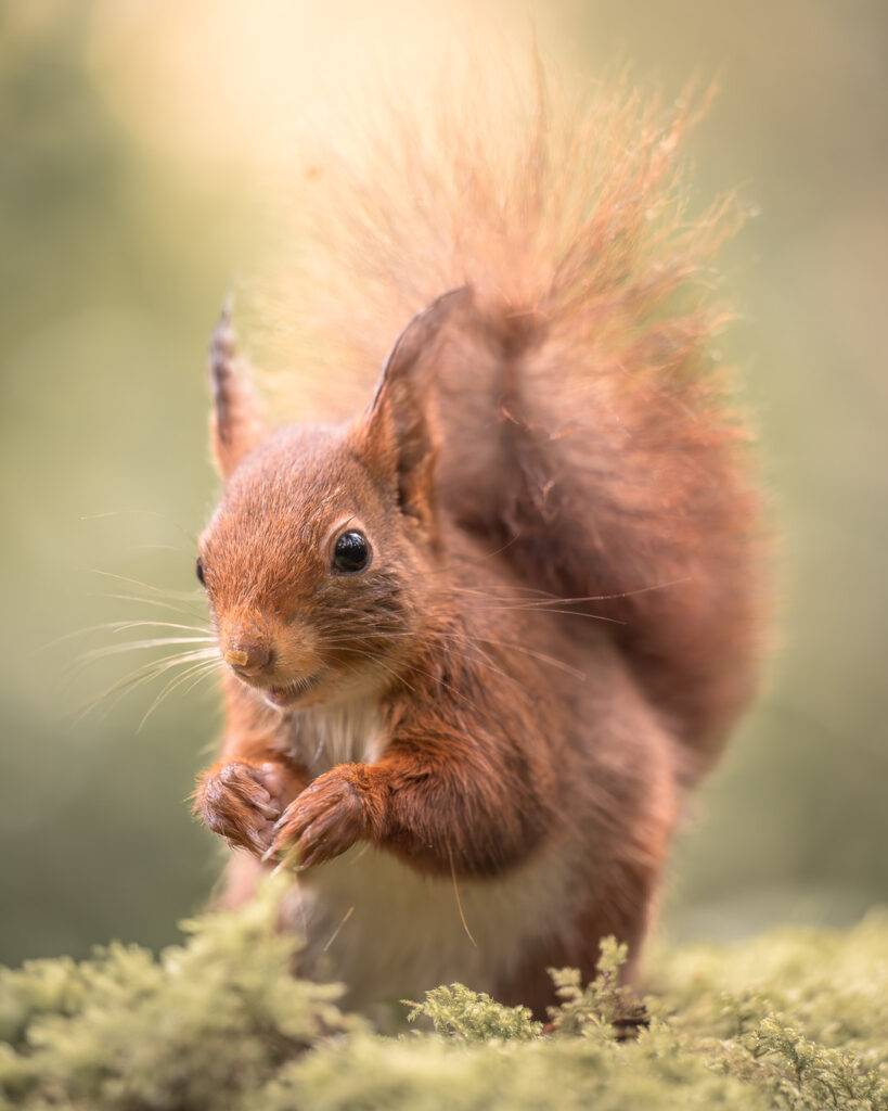 Écureuil roux assis ©Rémi Schnell