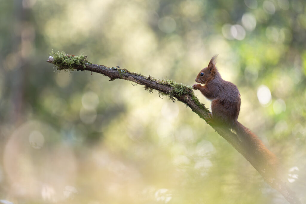 Écureuil assis sur une branche ©Rémi Schnell