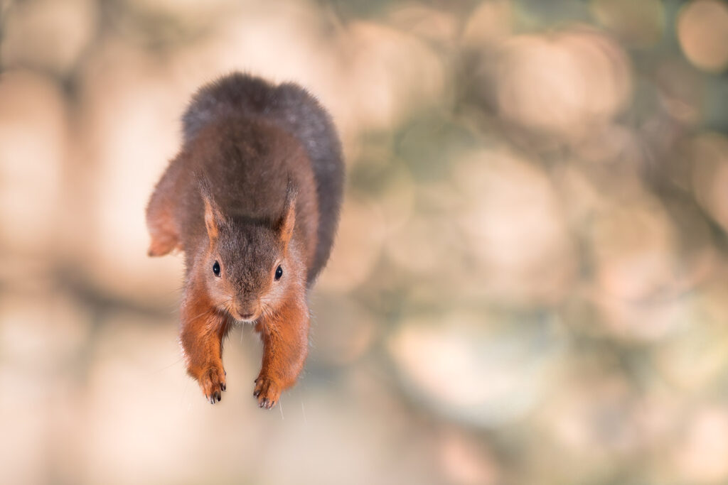 Écureuil de face en plein saut ©Rémi Schnell