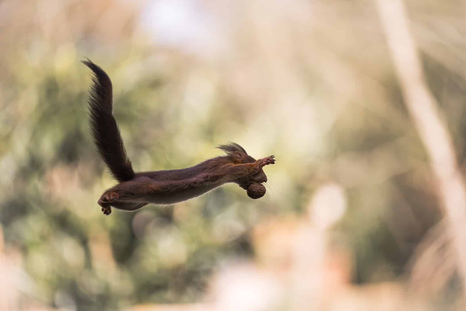 Saut d'écureuil ©Rémi Schnell