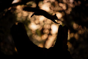Silhouette d'un écureuil en plein saut