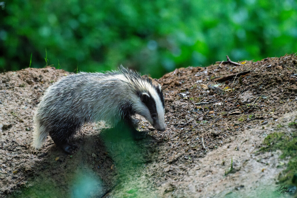 Blaireautin en train d'explorer son environnement ©Mathieu Dabo