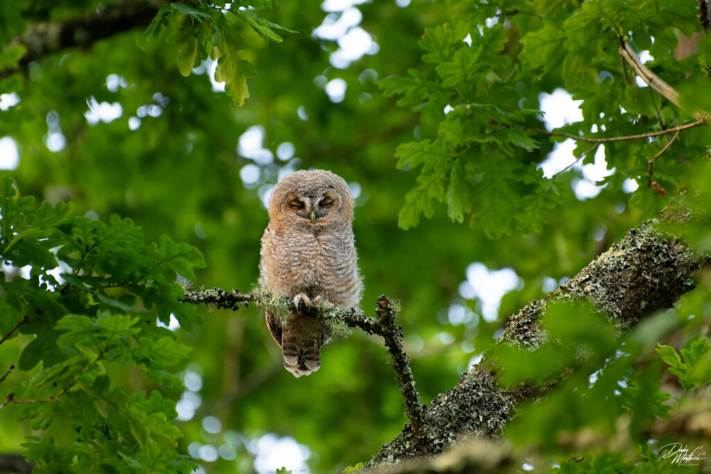 Jeune chouette hulotte ©Mathieu Dabo